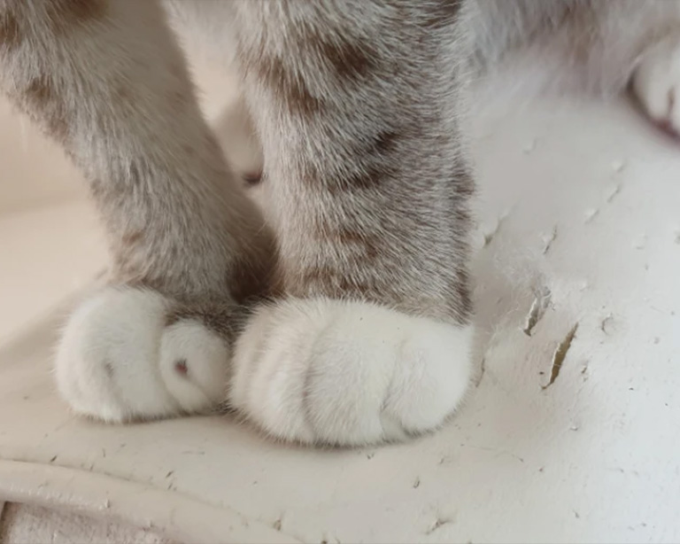 How to Repair Cat Scratches on Leather with Olive Oil